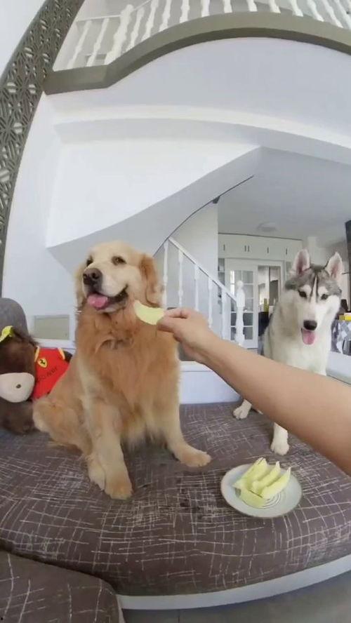 狗子和我的吃瓜视频大全,视频大全趣味盘点