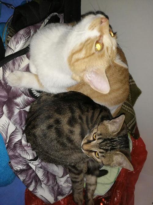 吃瓜看猫咪视频在线观看,在线观看萌态十足