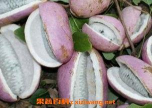 小强吃八月瓜视频大全集,小强带你品尝视频大全集