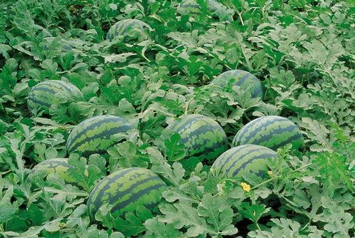 农人吃土瓜视频大全下载,视频大全下载收藏