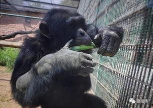 吸血猴精吃瓜视频大全,趣味视频大盘点