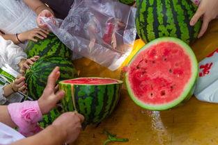 吃鱼吃瓜吃饭视频播放,饭桌上的视听盛宴