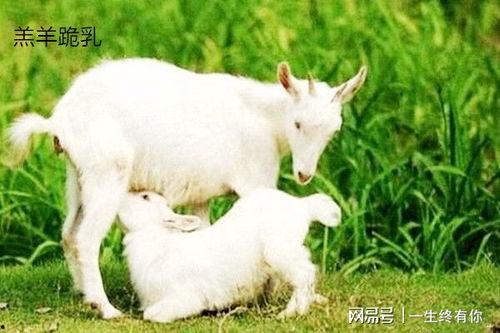 小羊的吃瓜视频,趣味横生的田园生活瞬间