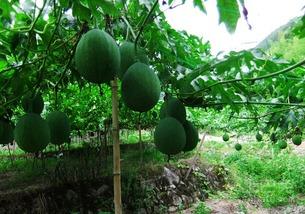 广东人吃吊瓜视频,吊瓜的独特风味体验